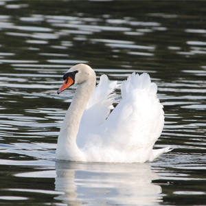 Swan on lake in Lakeland, FL